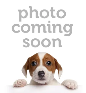 Sporn Halter Training Harness for Dogs