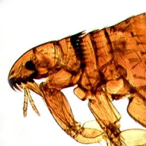 WALTER SMALL ORGANISMS PREPARED SLIDE SETS
